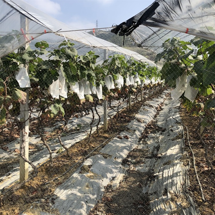 育苗大棚布植物盖防冻罩农业用pp纺粘无纺布防霜冻保温防寒无纺布图4