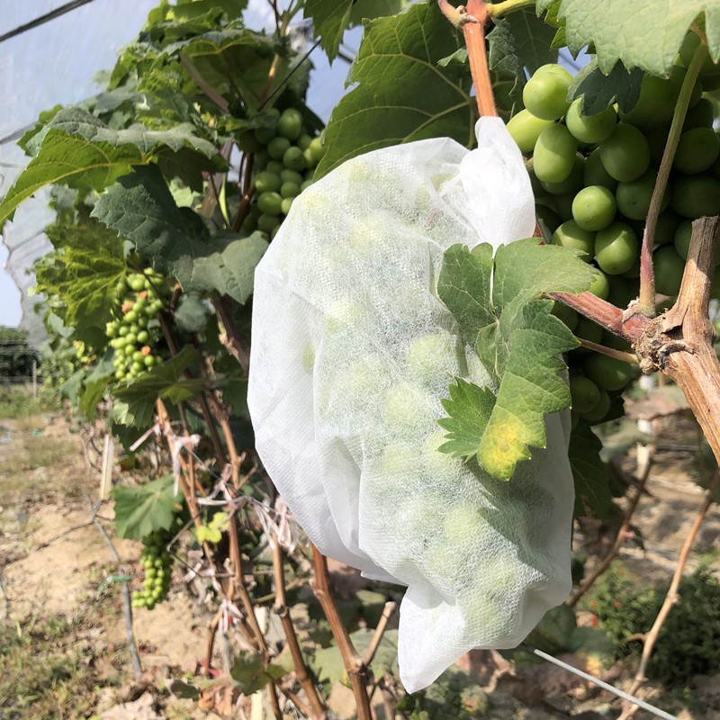 PP纺粘无纺布厂家直供防寒无纺布植物防冻罩防水无纺布柑橘防寒布图3